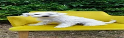 Miniature Schnauzer dogs for sale: *2 left* KC Reg White Miniature Schnauzer Puppies - Advert 5