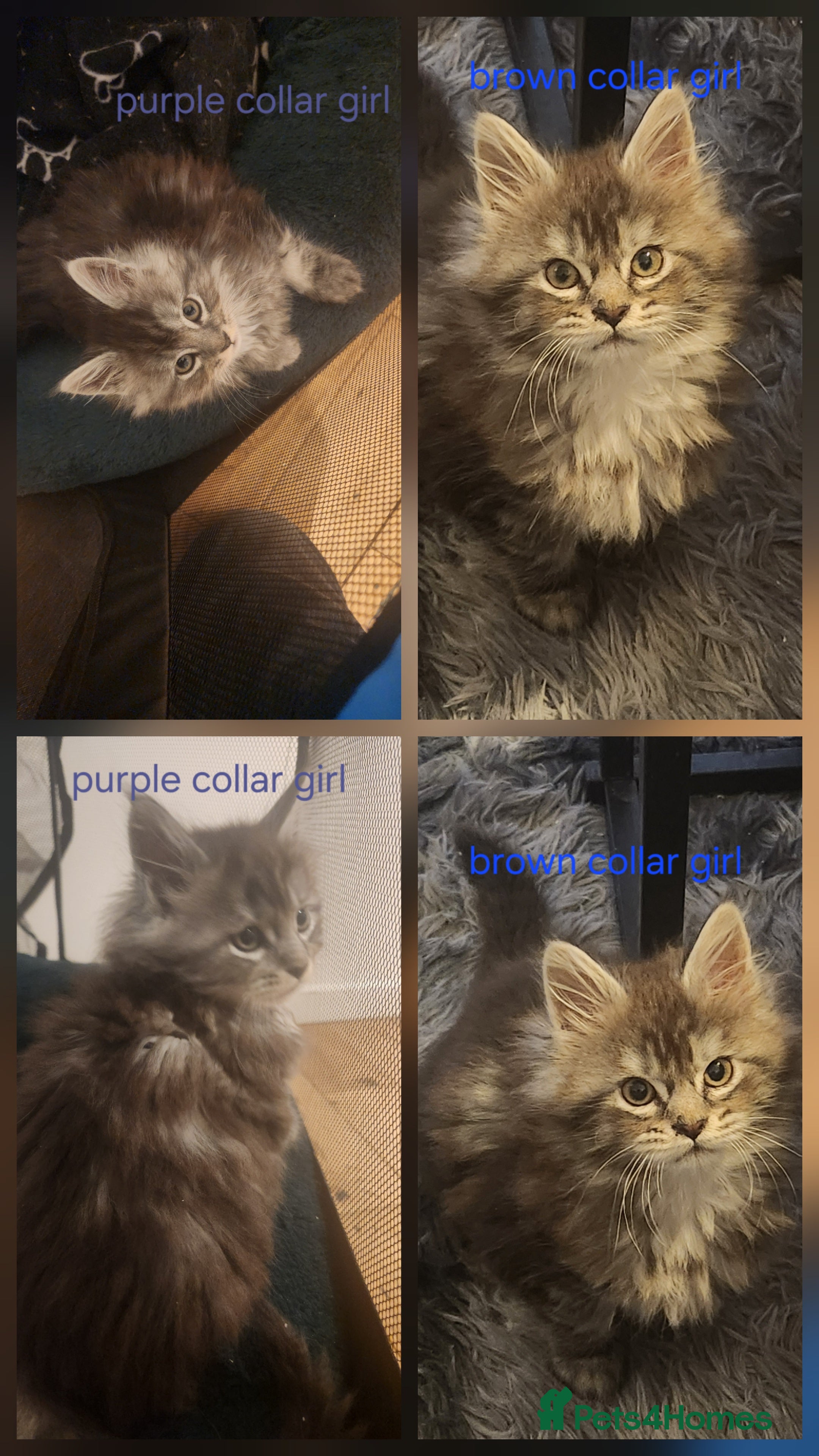 Maine Coon cats Pure Maine coon kittens ready now  - Advert 18