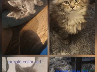 Maine Coon cats Pure Maine coon kittens ready now - Advert 18