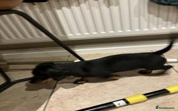 Dachshund dogs for sale: Standard Dachshund Puppy – Ready Now - Image 9