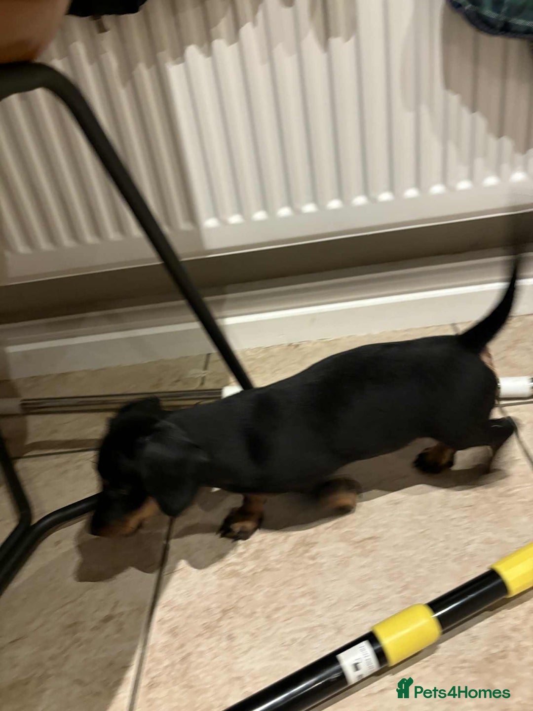 Dachshund dogs for sale: Standard Dachshund Puppy – Ready Now - Image 9