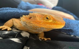 Bearded Dragon reptiles for sale: Bearded Dragon AND full working enclosure - Image 1