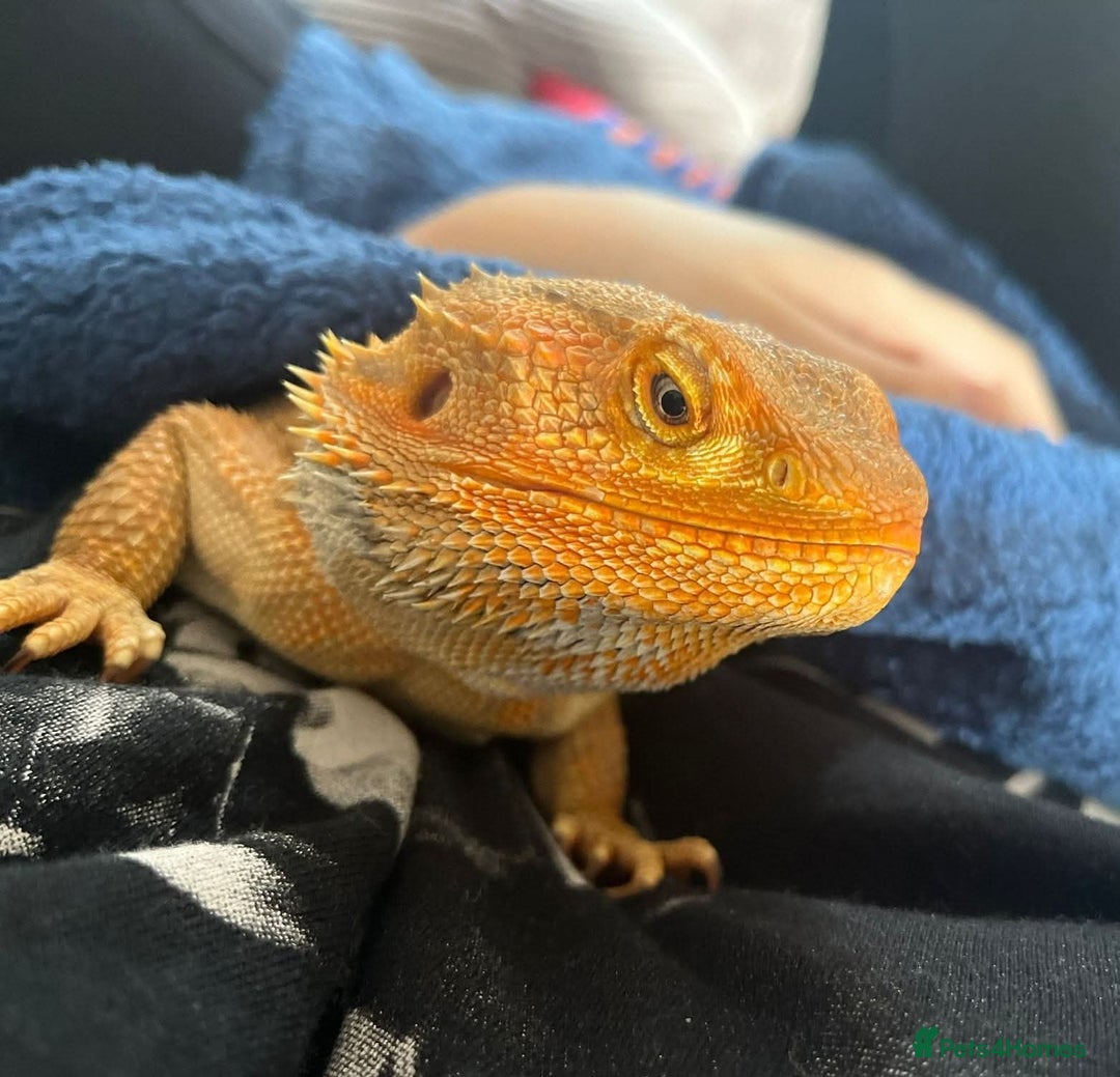 Bearded Dragon reptiles for sale: Bearded Dragon AND full working enclosure - Image 1