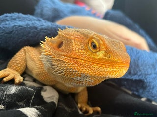 Bearded Dragon reptiles - Advert 1