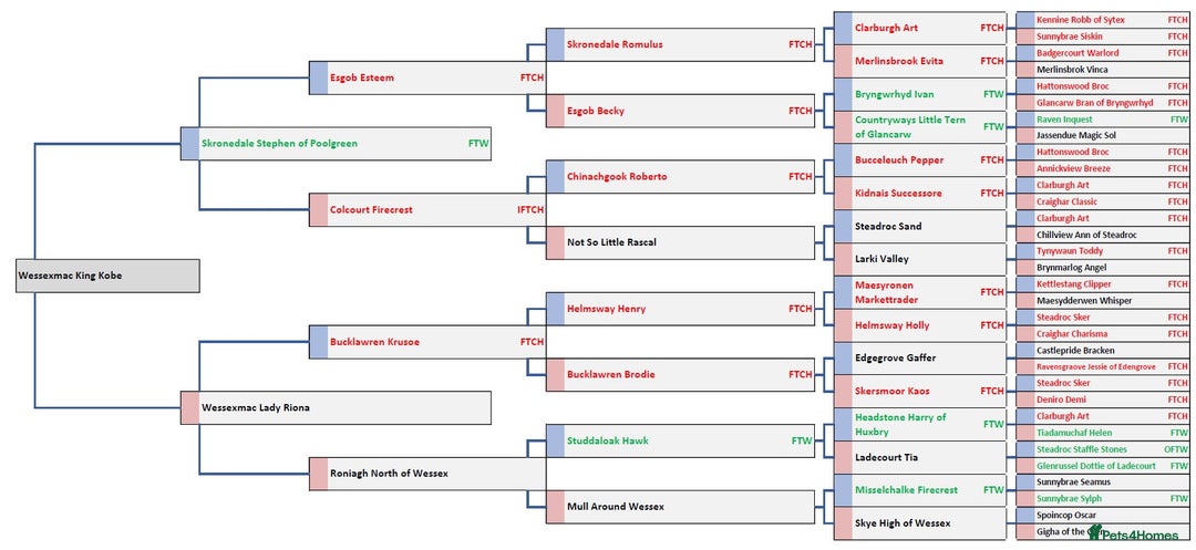 English Springer Spaniel dogs for sale: Part Trained Gun Dog  - Advert 12