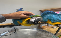 Macaws birds for sale: Ready Baby HandReared Super Tame Blue & Gold Macaw - Image 9