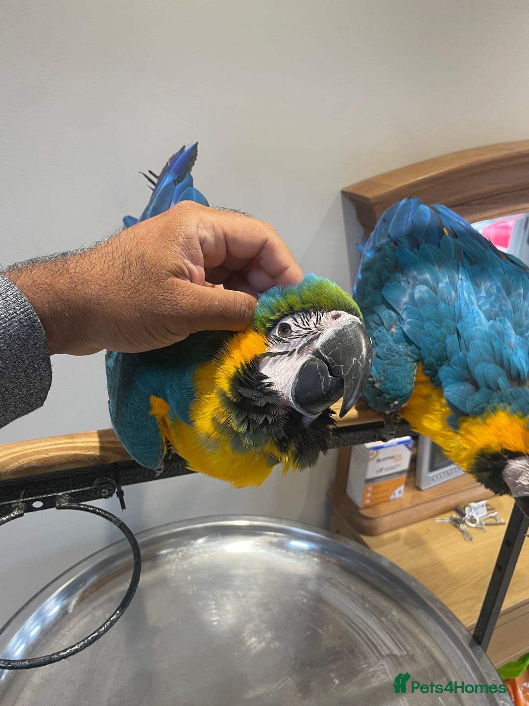 Macaws birds for sale: Ready Baby HandReared Super Tame Blue & Gold Macaw - Image 9