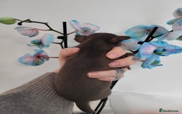 Chihuahua dogs for sale: 3 Male DWKC ** Chihuahuas  - Image 15