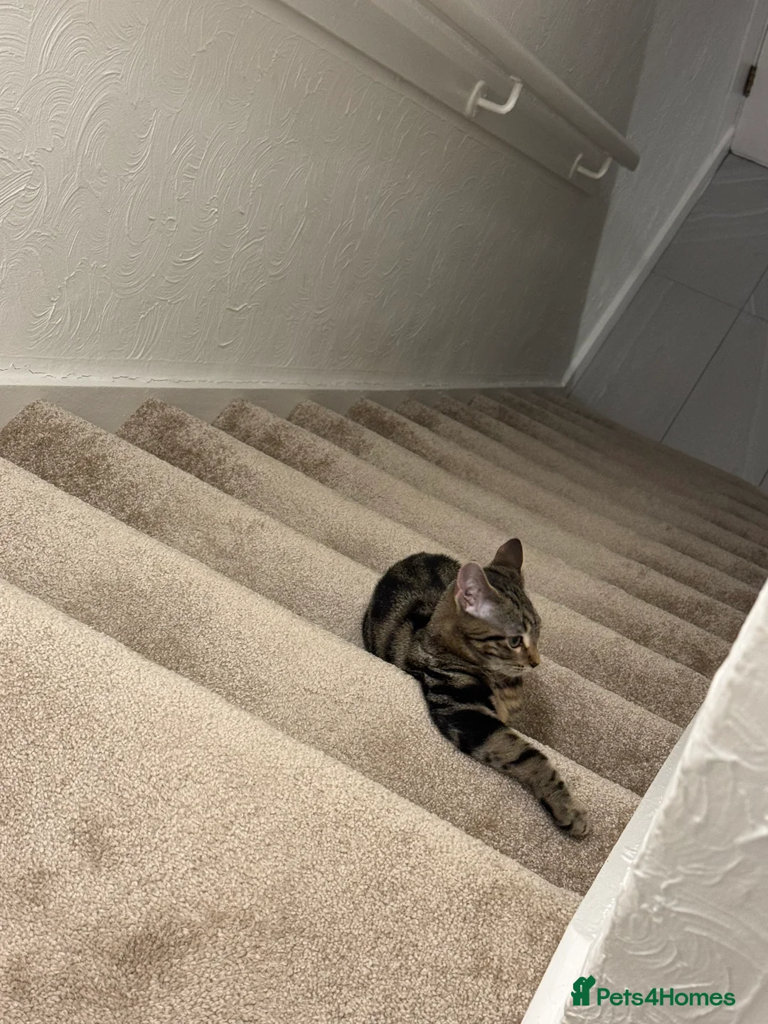 Domestic Shorthair cats for sale: Looking for a loving home - Advert 3