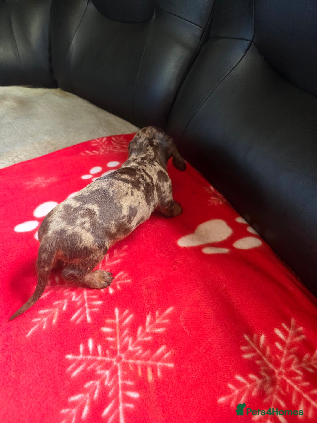 Miniature Dachshund dogs for sale: Dachshund puppies  - Image 5