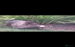 Chickens poultry for sale: Laying Hens 4 Sale  - Image 7