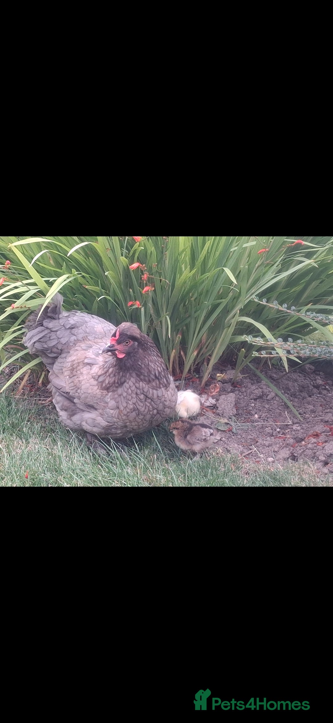 Chickens poultry for sale: Laying Hens 4 Sale  - Image 7