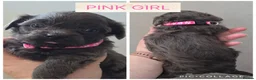Shorkie dogs for sale: Shorkie puppies  - Advert 1
