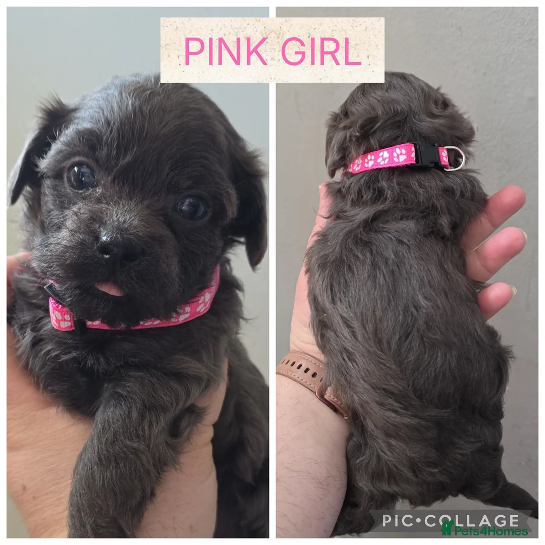 Shorkie dogs for sale: Shorkie puppies  - Advert 1