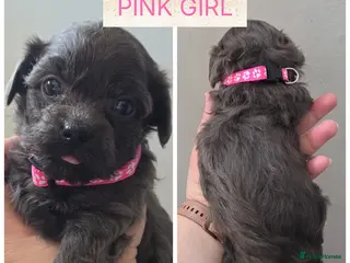 Shorkie dogs Shorkie puppies - Advert 3