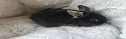 Mini Lop rabbits for sale: Ready 31st July  - Advert 7