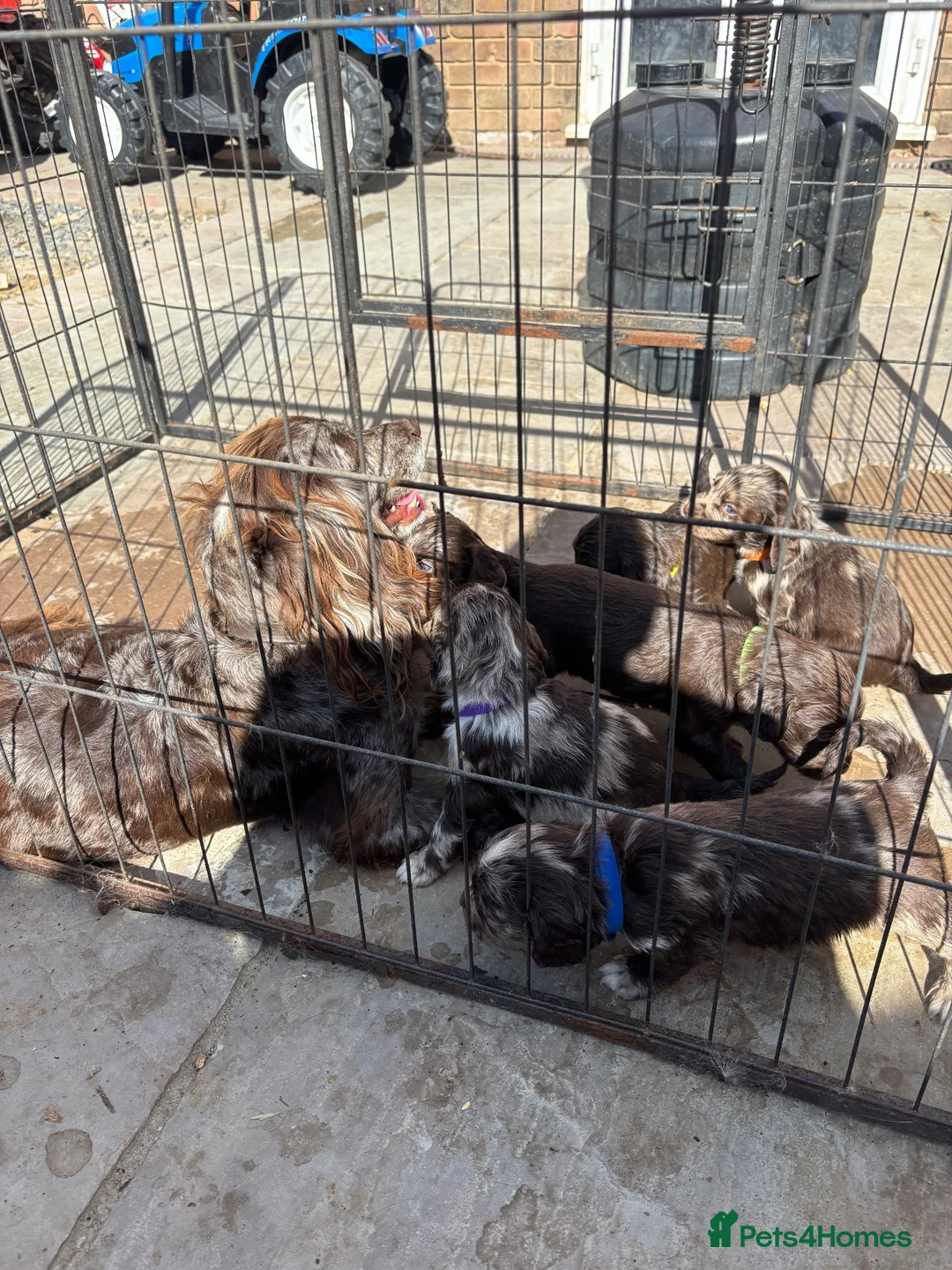 Cocker Spaniel dogs for sale: Merle cocker spaniel pups  - Advert 2