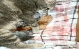 British Shorthair cats for sale: Domestic shorthaired kittens - Image 4