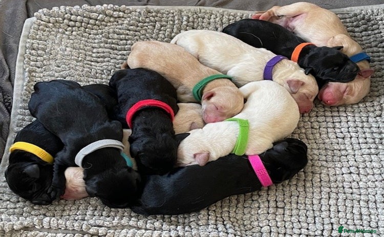 Labrador Retriever dogs - Advert 14