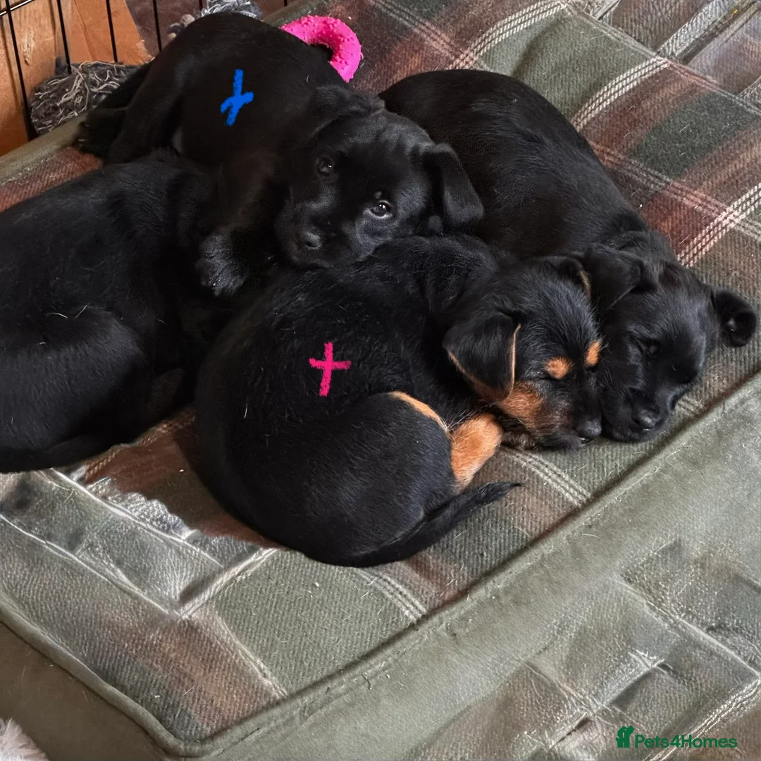 Patterjack dogs for sale: Ready for their forever homes this weekend!! - Advert 8