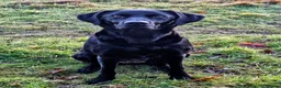 Labrador Retriever dogs for sale: Superb, black labrador, FTCH pedigree, puppies - Advert 10