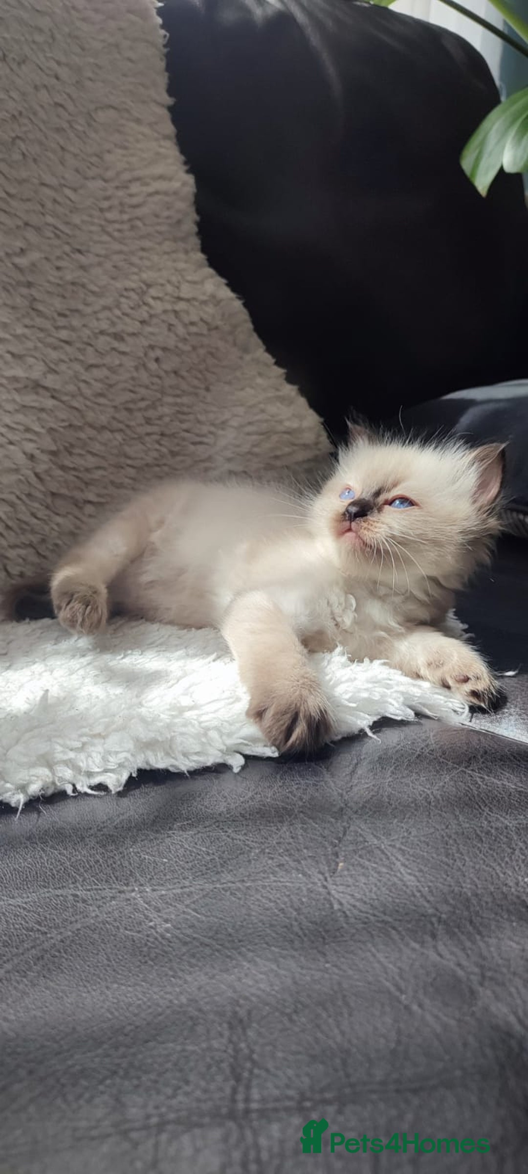 Ragdoll cats for sale: Beautiful Ragdoll kittens - Image 26