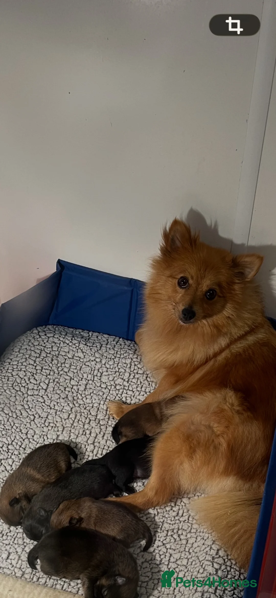 Pomeranian dogs for sale: Pomeranian  - Advert 1