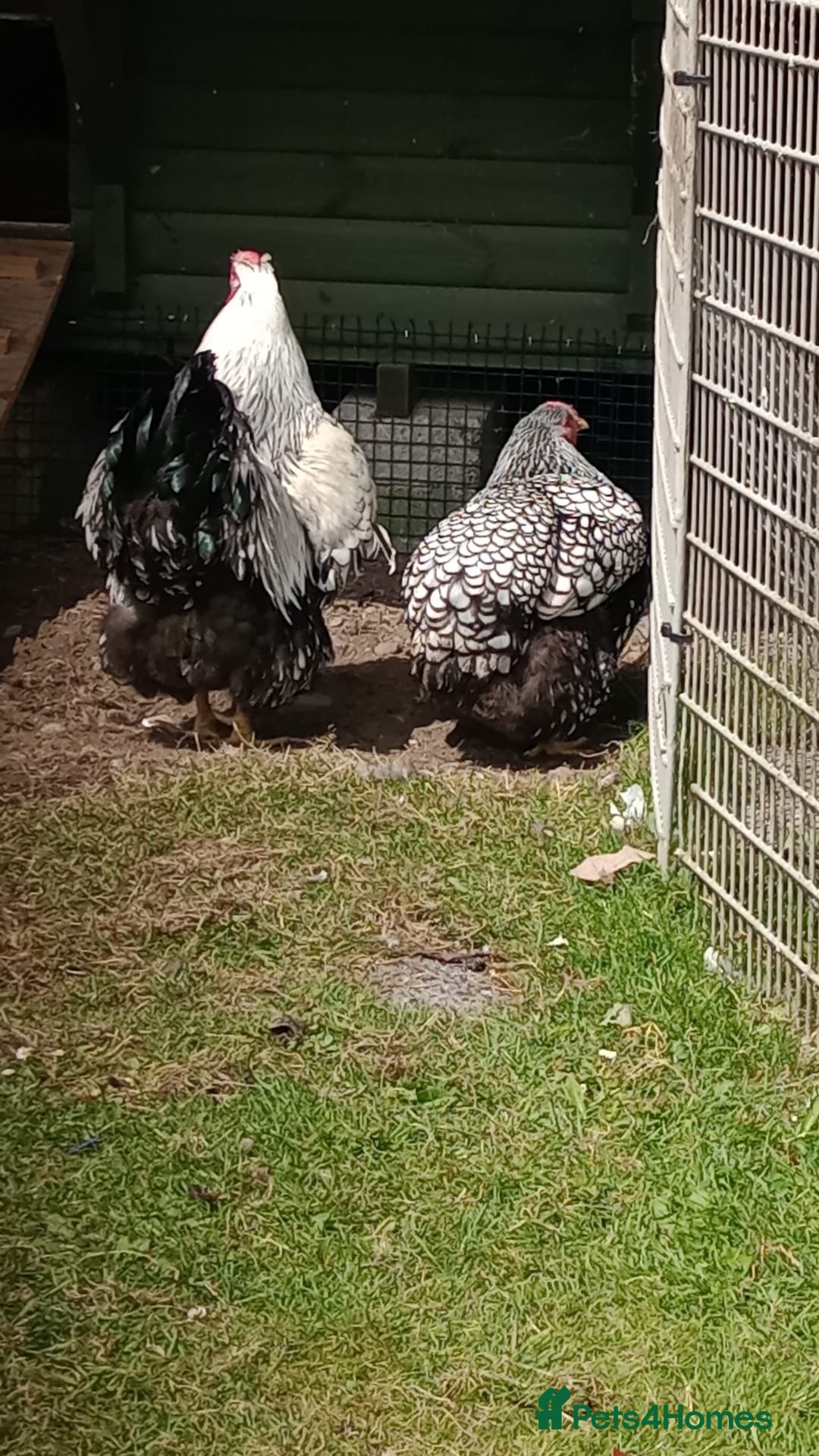 Chickens poultry for sale: Wyandotte pulleys  - Image 6