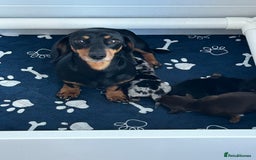 Miniature Dachshund dogs for sale: Gorgeous KC Miniature Dachshunds  - Image 14