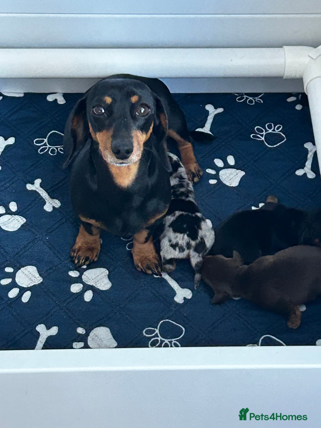 Miniature Dachshund dogs for sale: Gorgeous KC Miniature Dachshunds  - Image 14