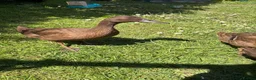 Ducks poultry for sale: 3 female khaki Campbell ducks  - Advert 4