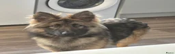 German Shepherd dogs for sale: Female gsd - Advert 3
