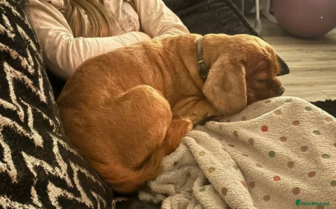 Cavalier King Charles Spaniel dogs for sale: ***FERN RESCUE***7 YO KING CHARLES SPANIEL*** - Advert 2