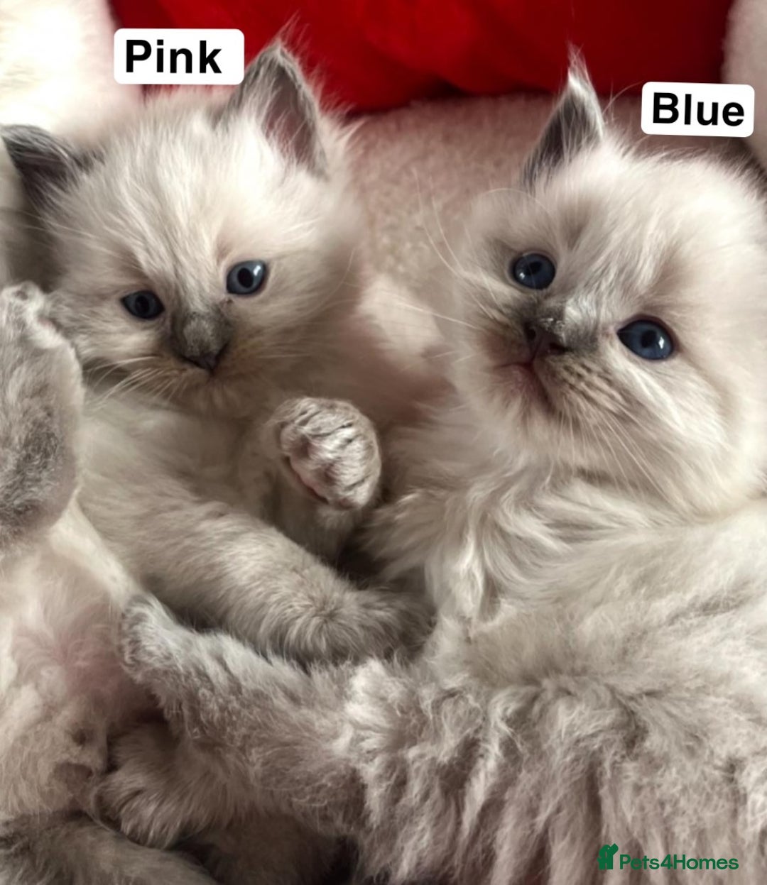 Ragdoll cats for sale: Two GCCF ragdoll boys ♂️♂️😺😺 - Advert 16
