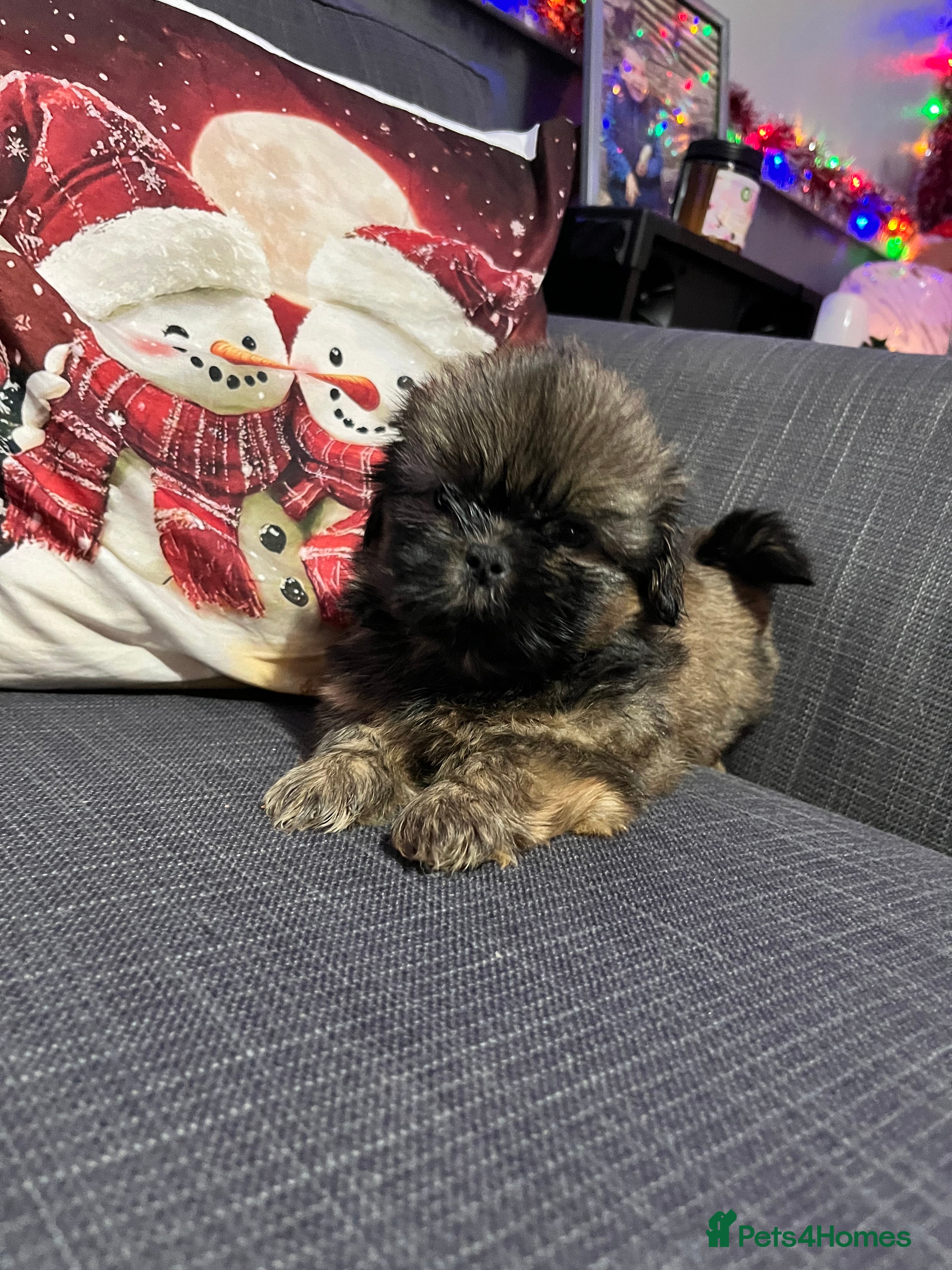 Shih Tzu dogs Last little girl Imperial Shih Tzu puppy  - Advert 2