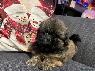 Shih Tzu dogs Last little girl Imperial Shih Tzu puppy - Advert 4