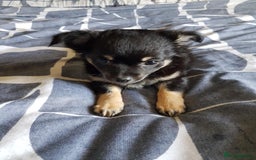 Chihuahua dogs for sale: Gorgeous Chihuahua puppies, ready now. - Image 2