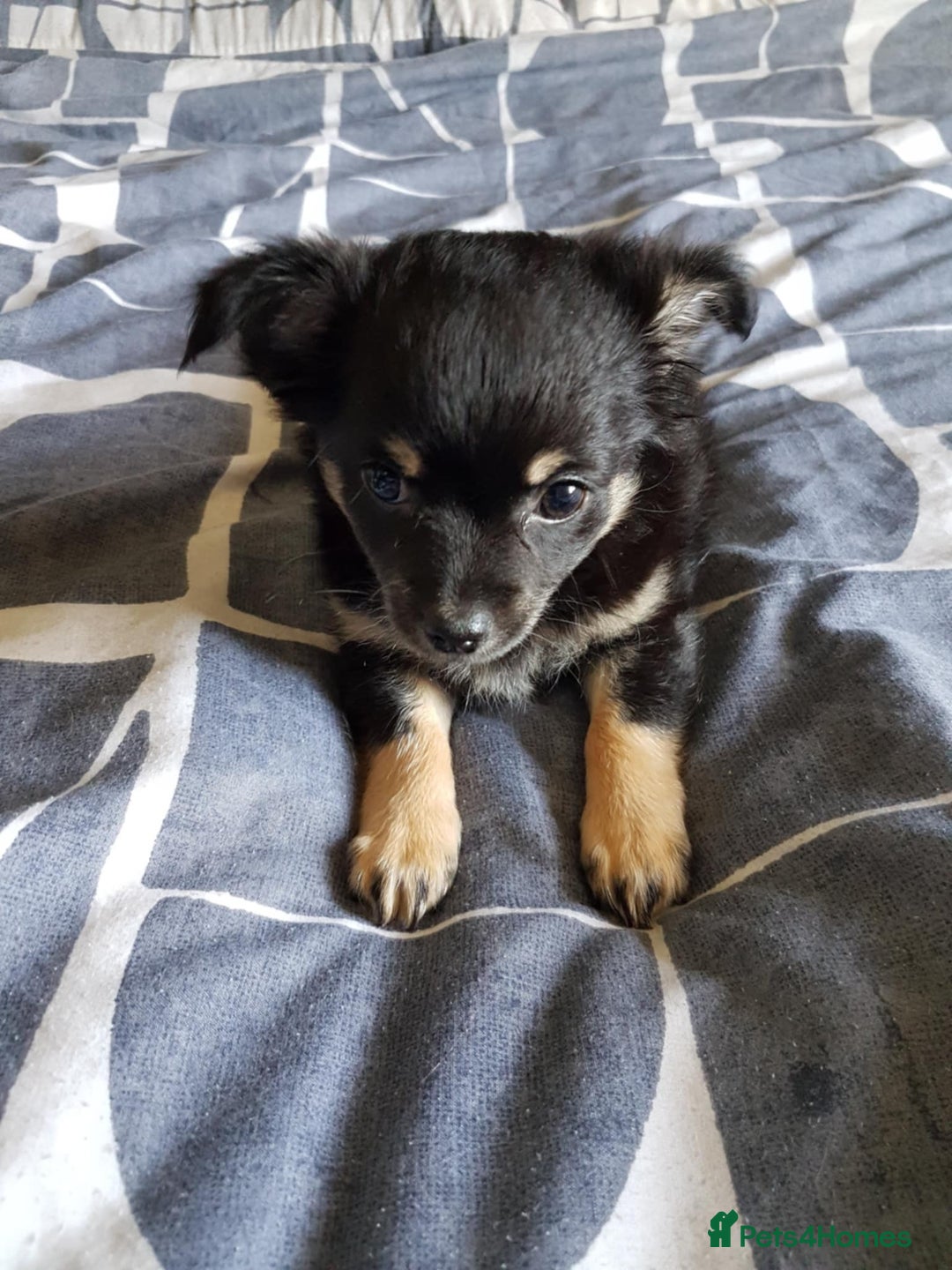 Chihuahua dogs for sale: Gorgeous Chihuahua puppies, ready now. - Image 2