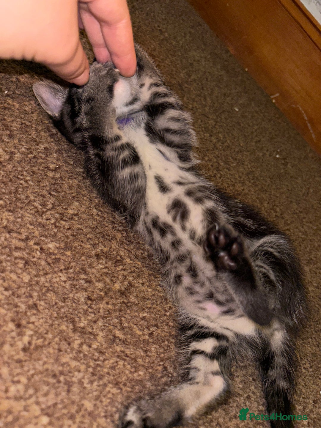 Bengal cats for sale: BENGAL❌KITTENS - Image 25