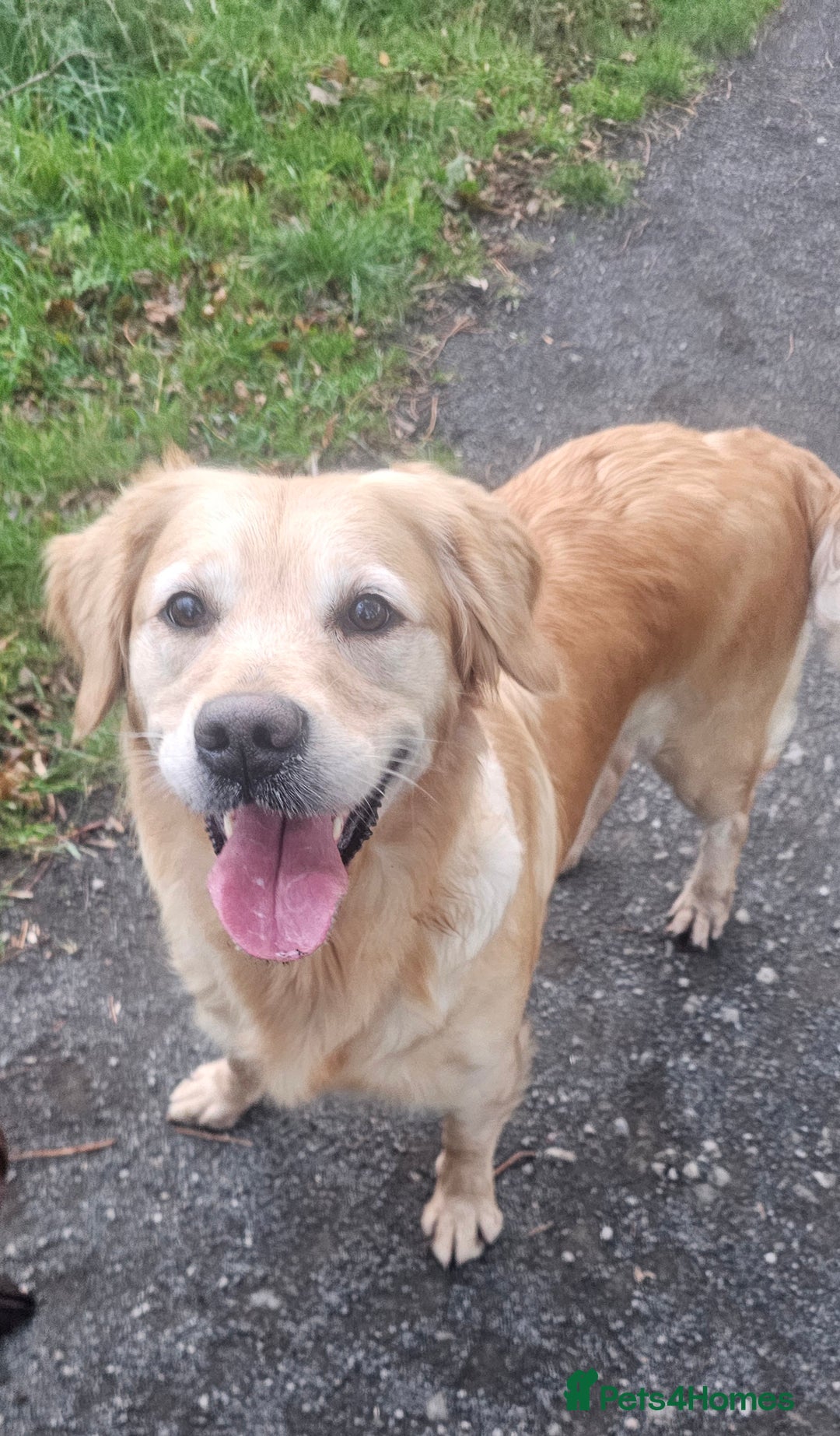 Golden Retriever dogs for sale: Forthcoming long awaited litter - Advert 2