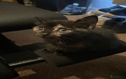 Mixed Breed cats for sale: 2 Beautiful Black (and ginger spots) Girl Kittens - Image 5