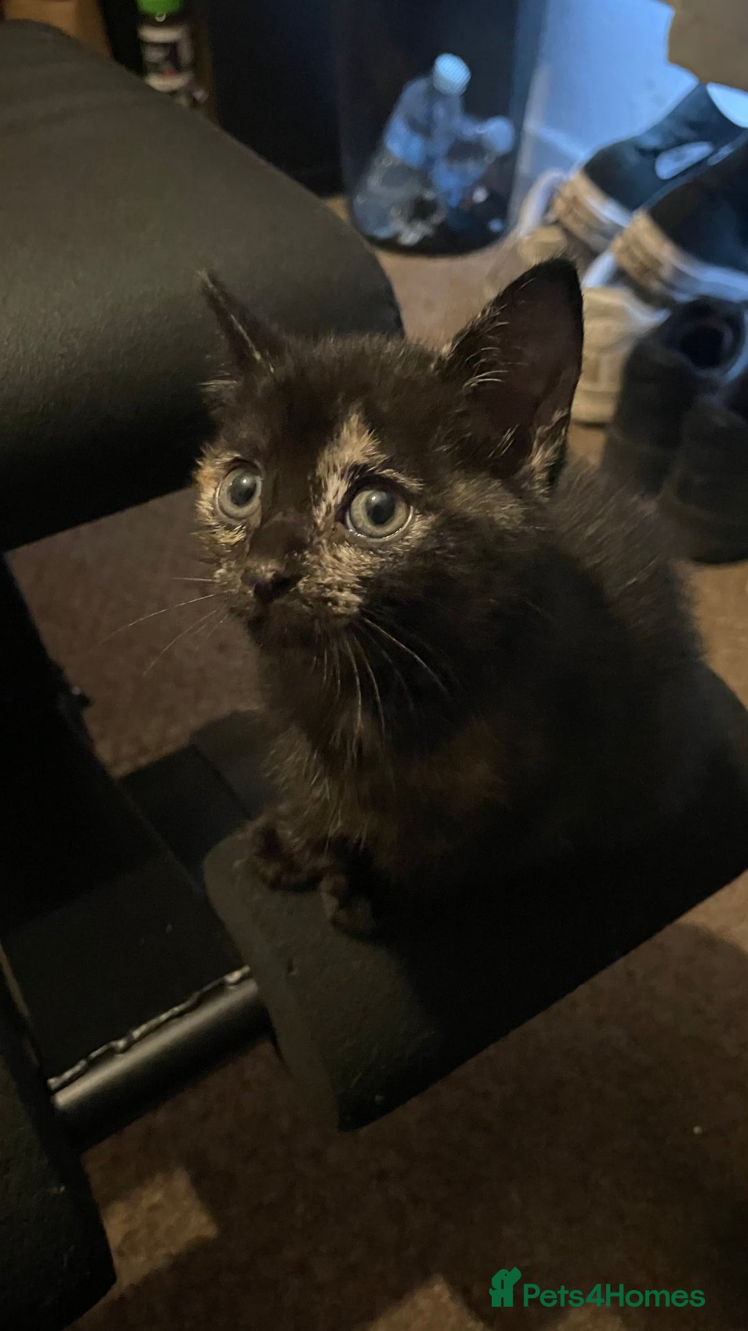 Mixed Breed cats for sale: 2 Beautiful Black (and ginger spots) Girl Kittens - Image 5