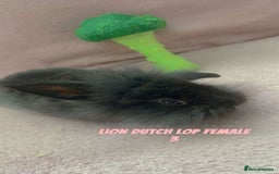 Mini Lion Lop rabbits for sale: Lion dutch lops - Image 9