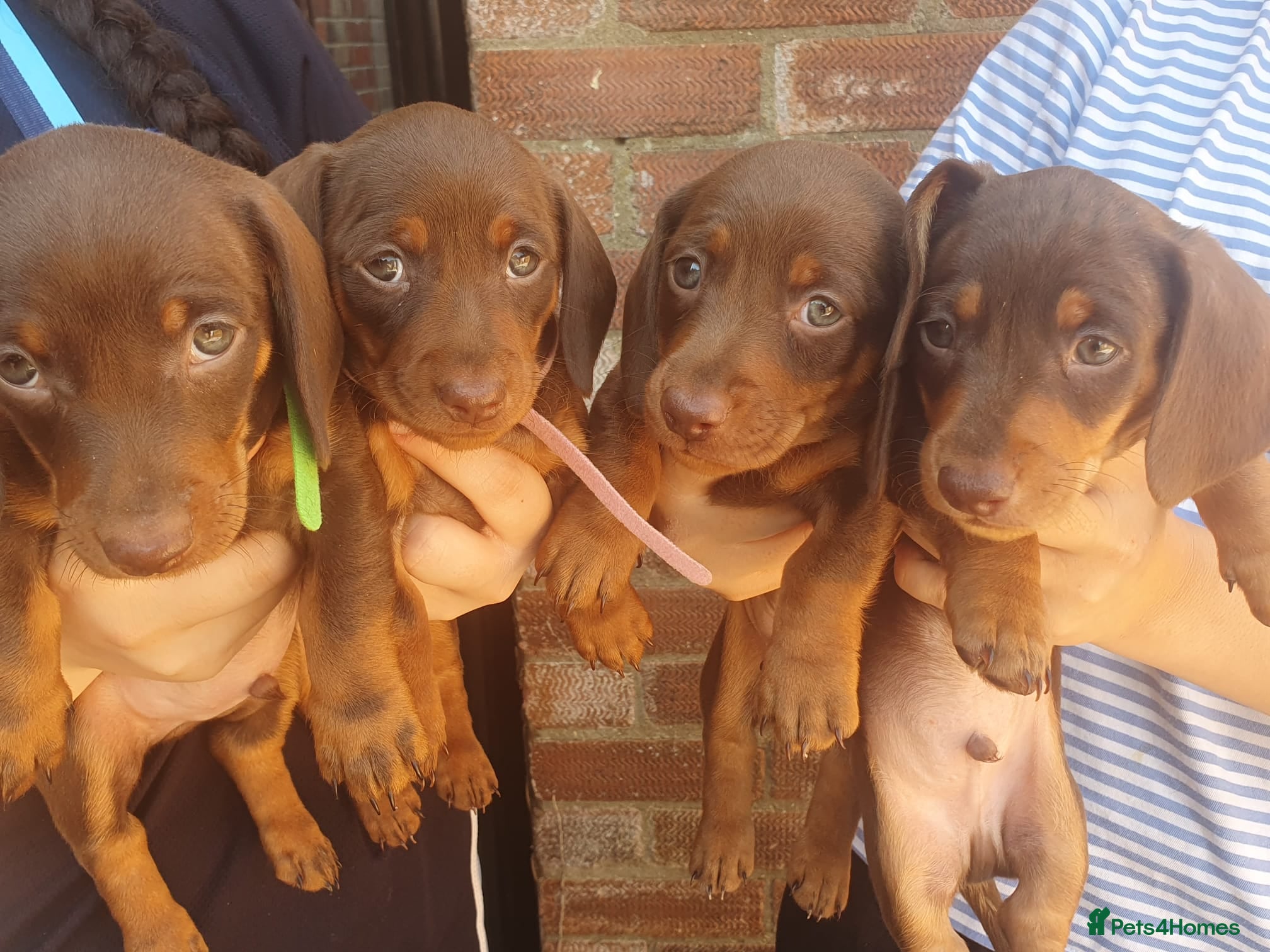 Dachshund dogs Stunning chunky Dachsund Puppies  - Advert 1