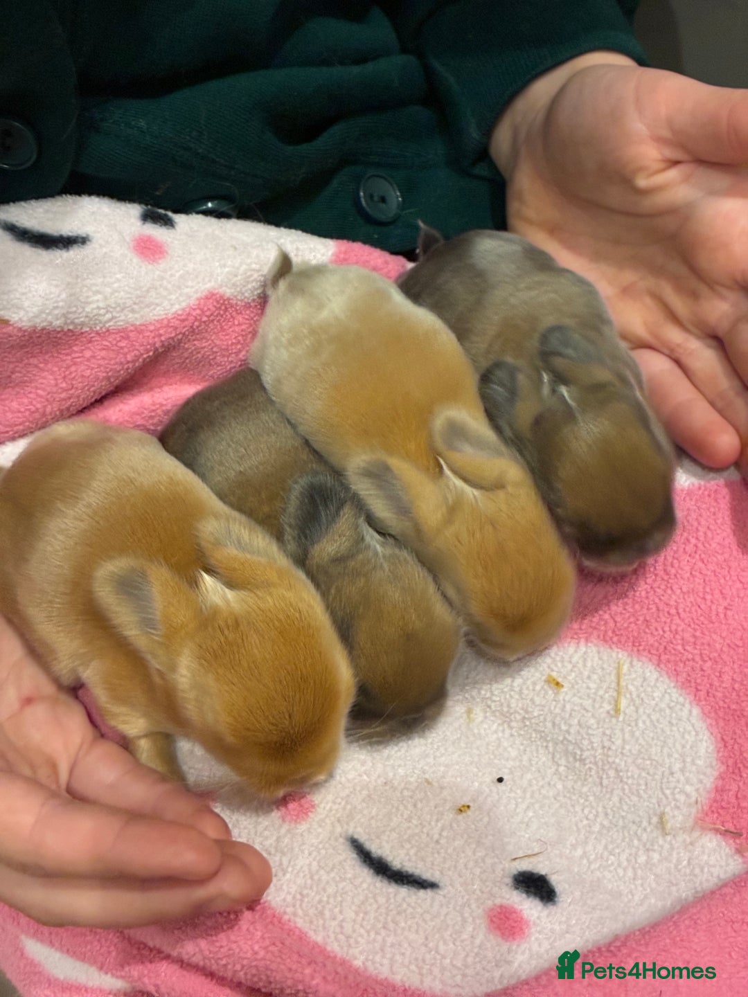Mini Lop rabbits for sale: Mini lop bunnies looking for forever homes  - Advert 9