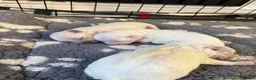 Bichon Frise dogs for sale: Bichon frise  in Ipswich - Advert 2