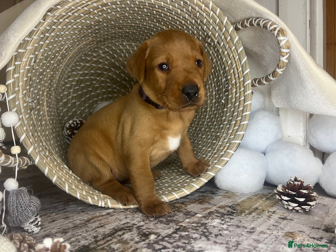 Labrador Retriever dogs for sale: Champion line KC reg dark Red Fox Yellow Labrador  - Advert 21