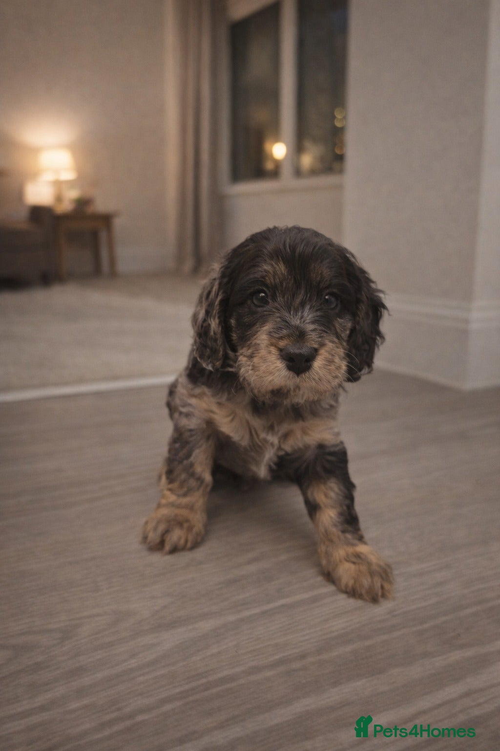 Cockapoo dogs Gorgeous F1 Cockapoo Puppies  - Advert 1