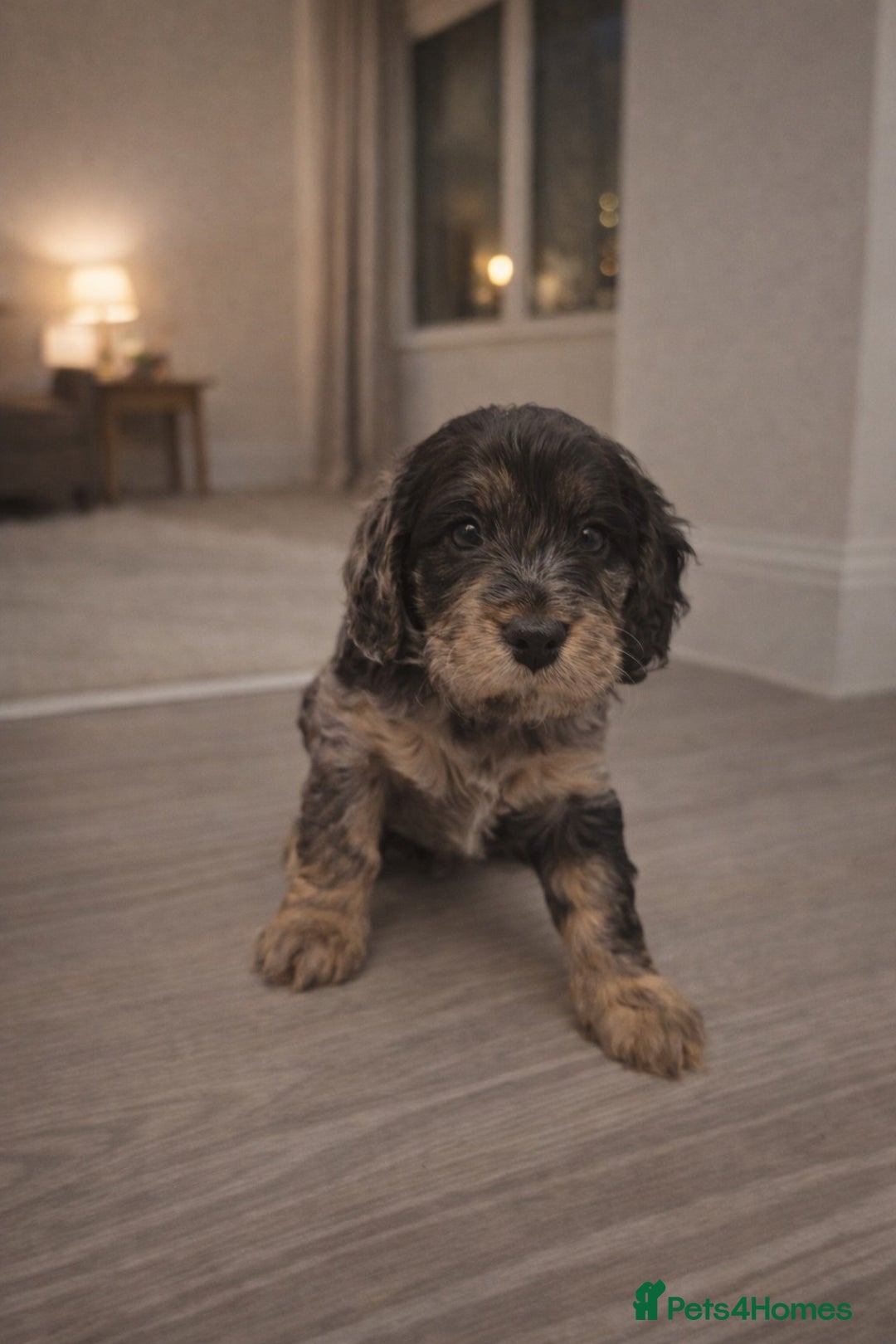Cockapoo dogs for sale: Gorgeous F1 Cockapoo Puppies  - Advert 1