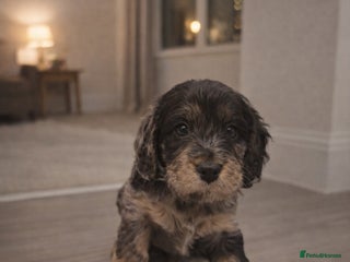 Cockapoo dogs Gorgeous F1 Cockapoo Puppies - Advert 2
